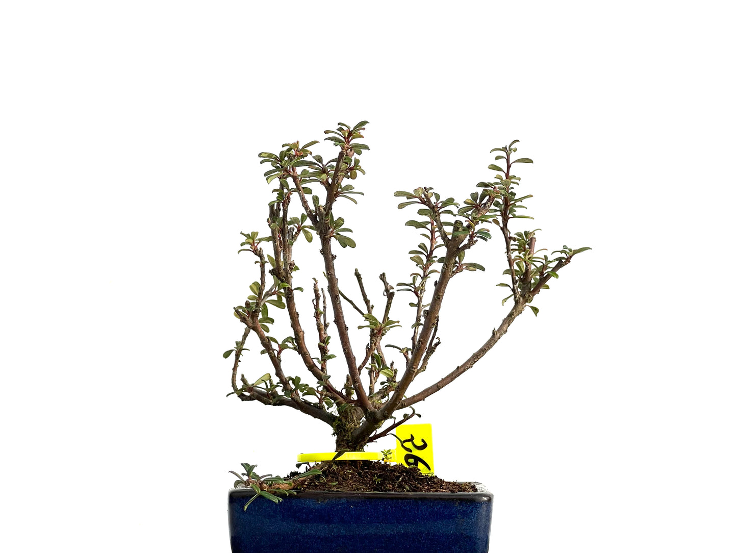 Cotoneaster Microphylla 3664