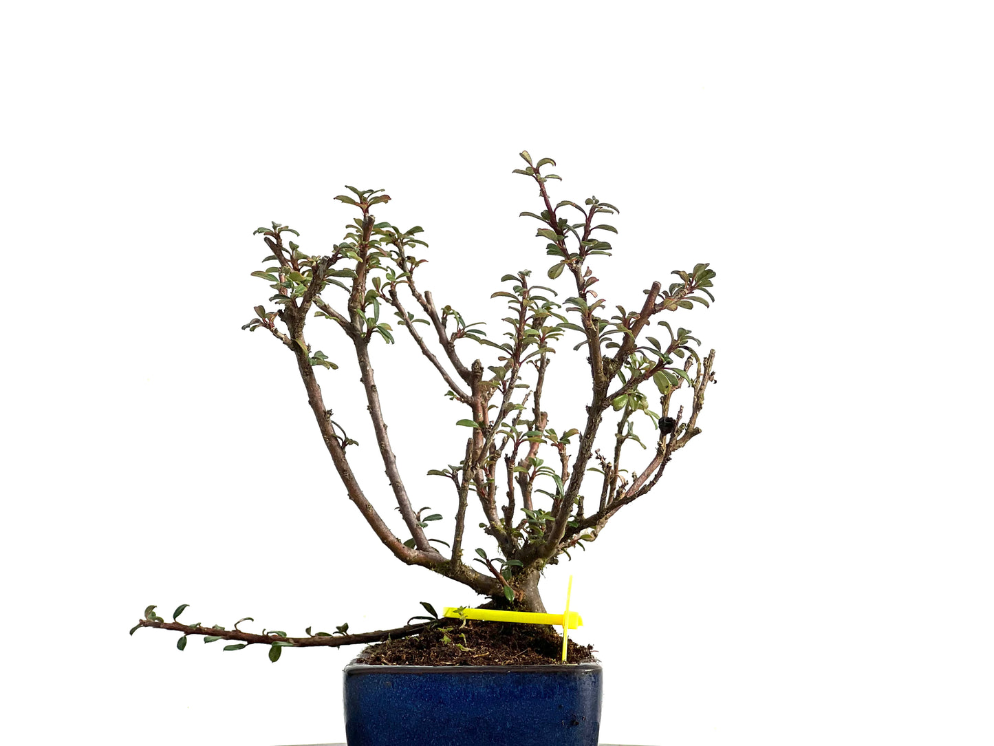 Cotoneaster Microphylla 3664