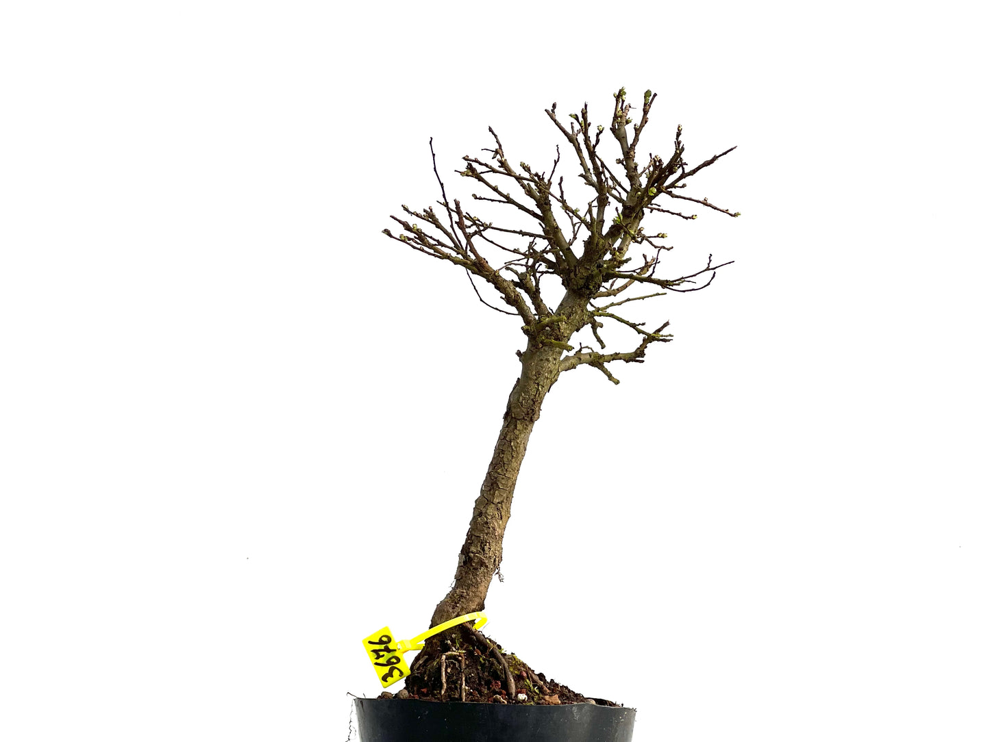 Olmo Nire Keyaki 3676