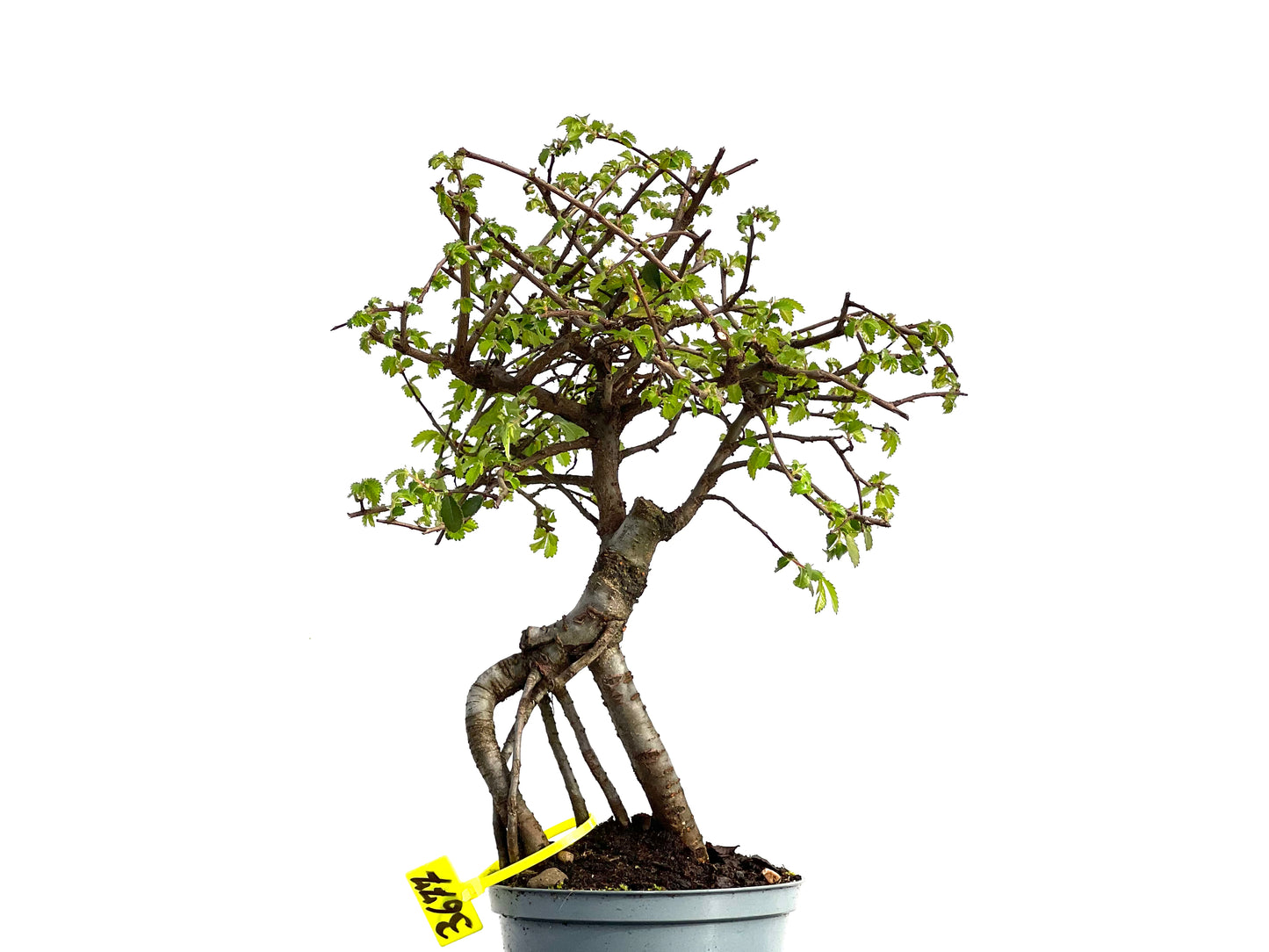 Ulmus Parvifolia 3677