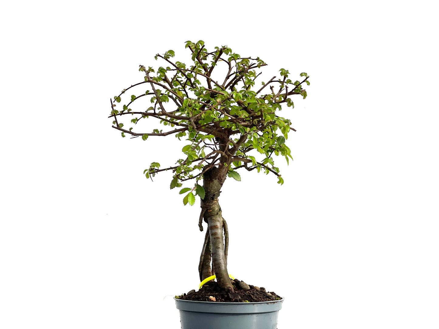 Ulmus Parvifolia 3677