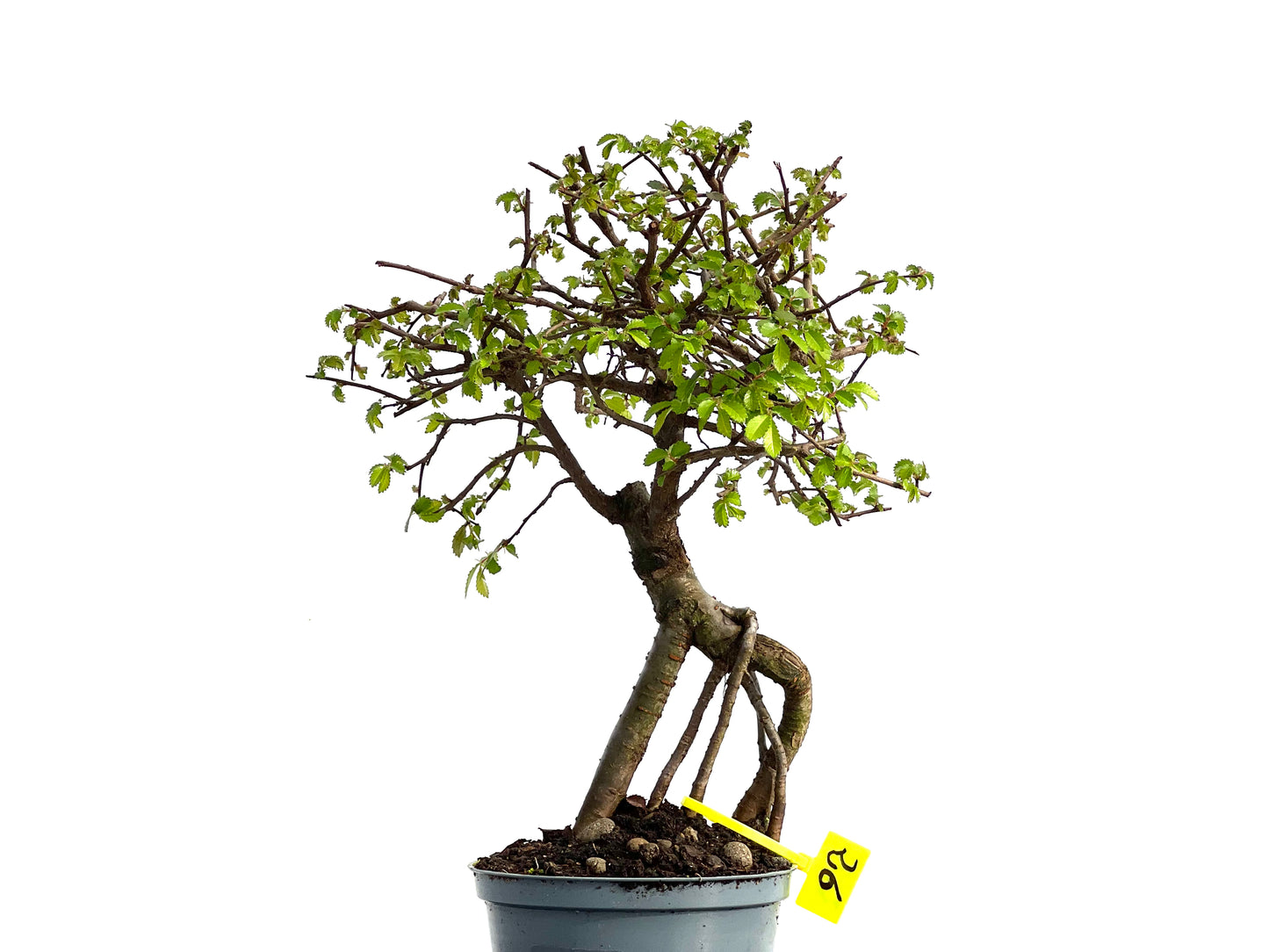 Ulmus Parvifolia 3677