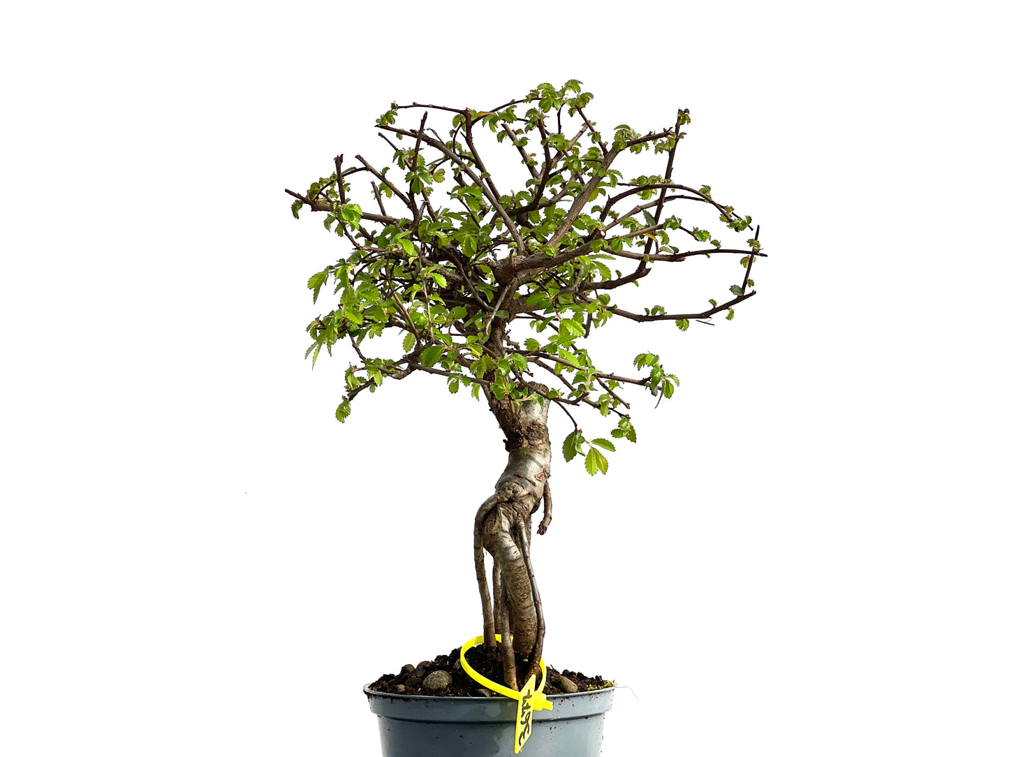 Ulmus Parvifolia 3677