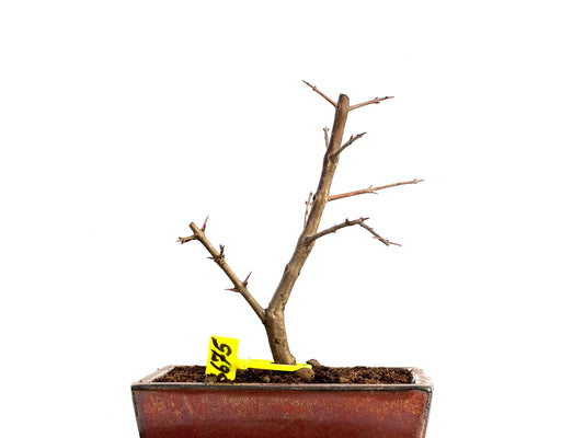 Punica Granatum Nejikan 3675
