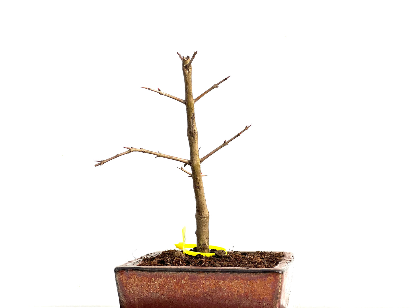 Punica Granatum Nejikan 3675