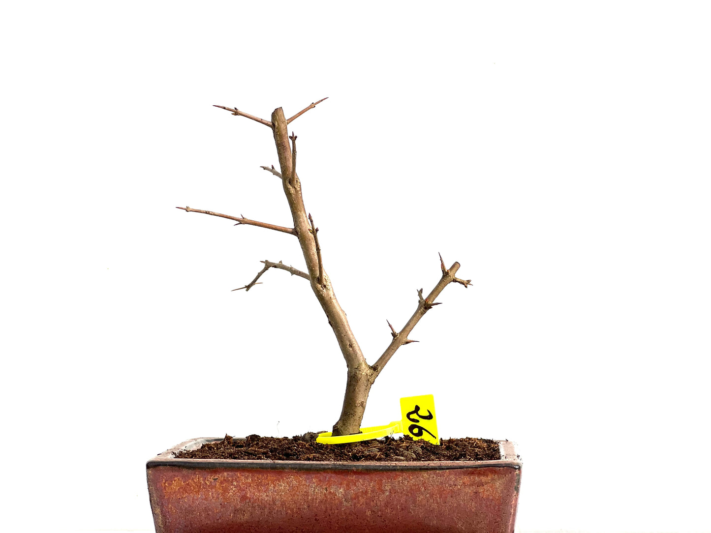 Punica Granatum Nejikan 3675