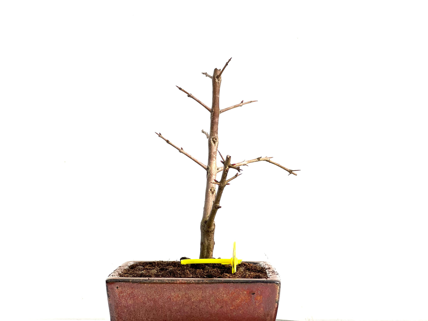 Punica Granatum Nejikan 3675