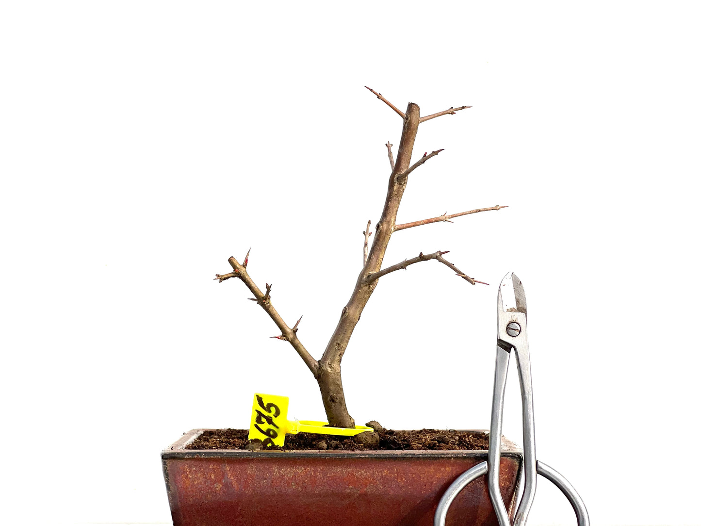 Punica Granatum Nejikan 3675