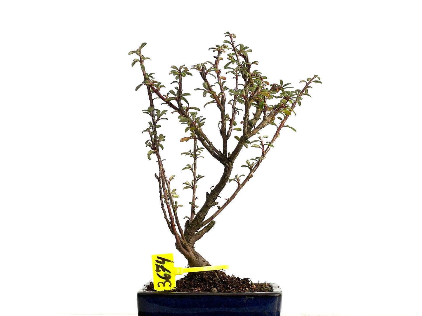 Cotoneaster Microphyllus 3674