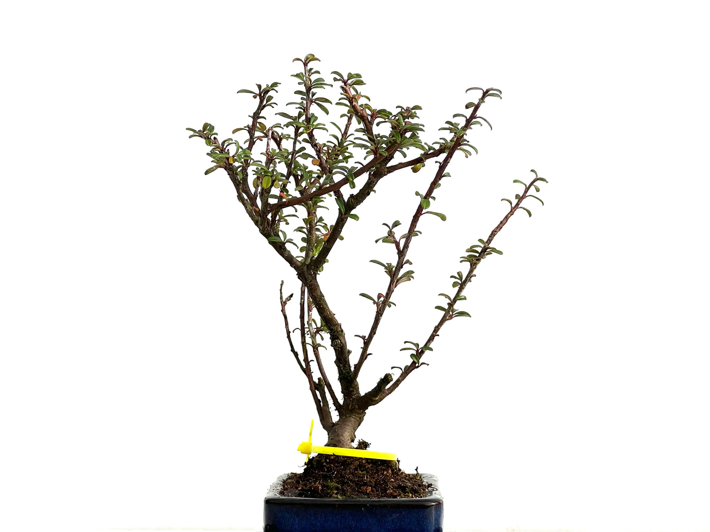 Cotoneaster Microphyllus 3674