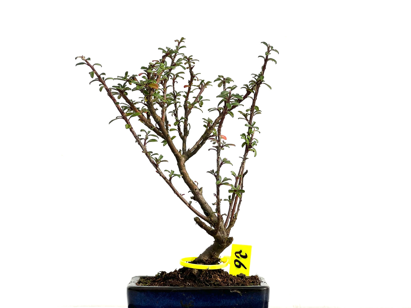 Cotoneaster Microphyllus 3674