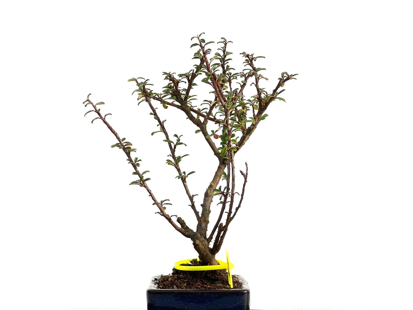 Cotoneaster Microphyllus 3674