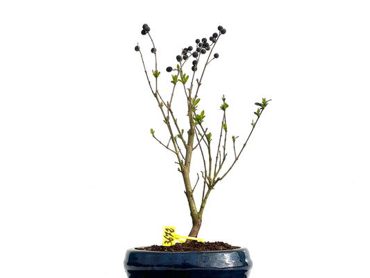 Ligustrum Ibota 3672