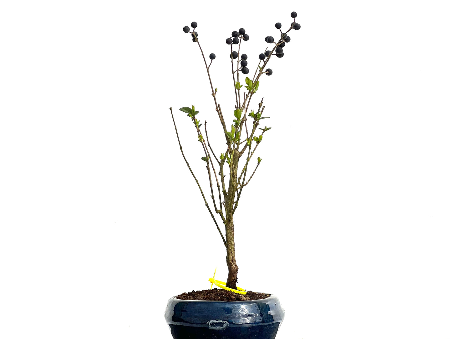 Ligustrum Ibota 3672