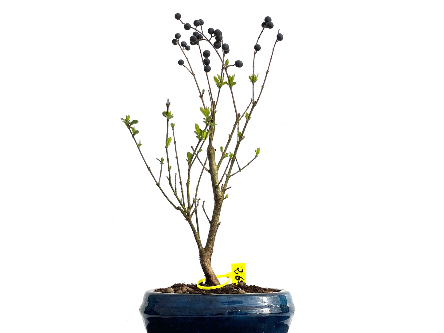 Ligustrum Ibota 3672