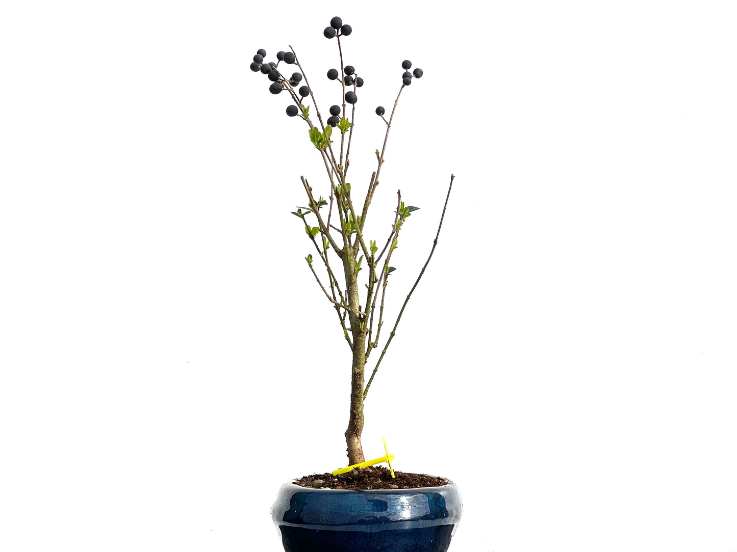 Ligustrum Ibota 3672
