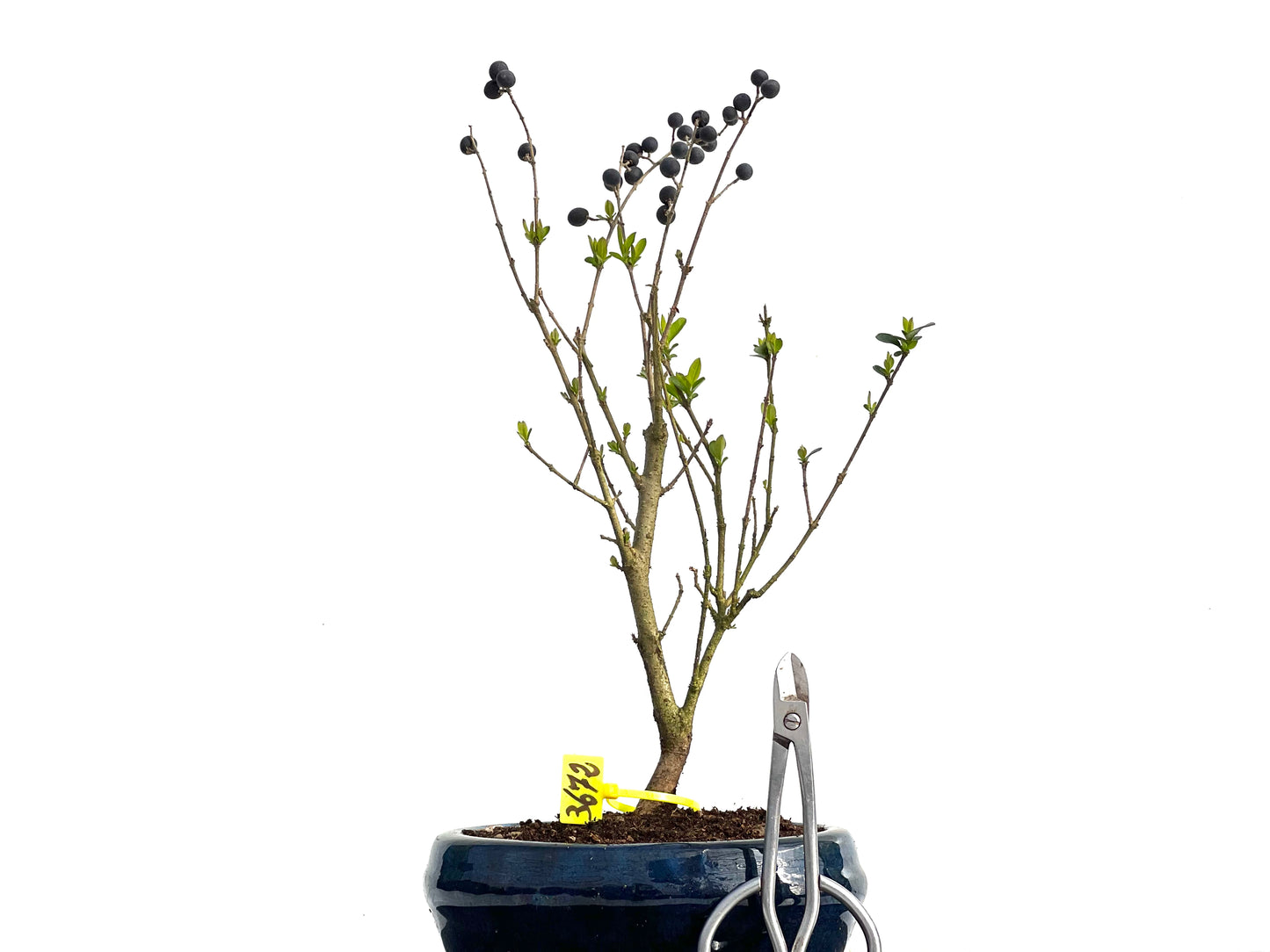 Ligustrum Ibota 3672