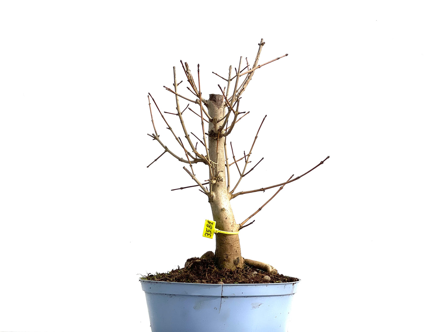 Acer Campestris 3581
