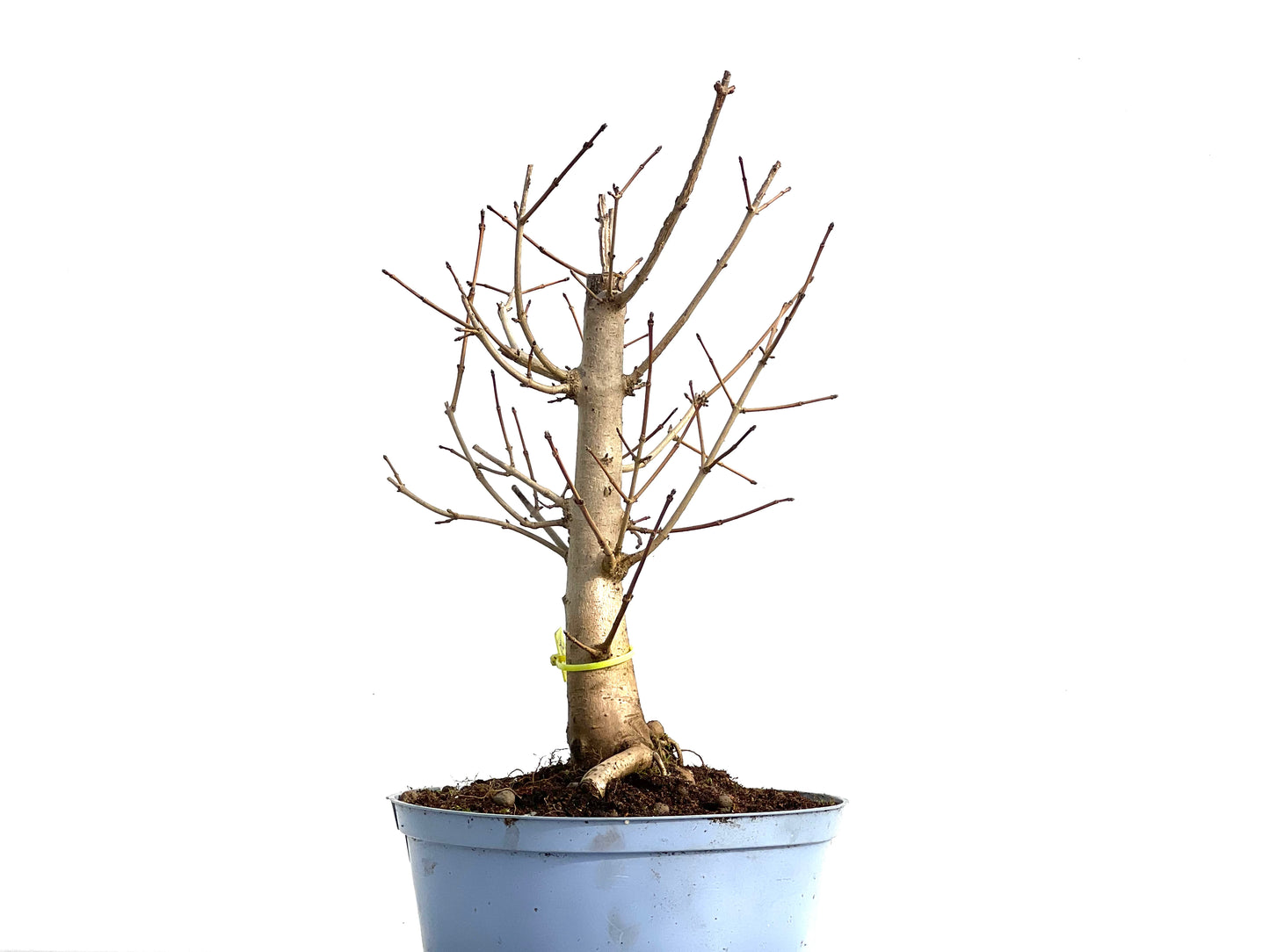 Acer Campestris 3581