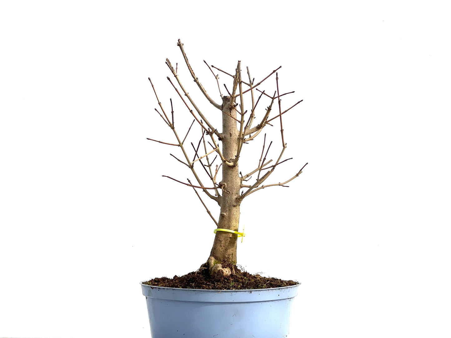Acer Campestris 3581