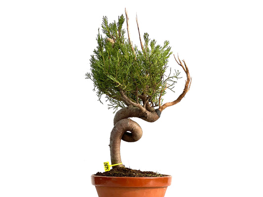 Cupressus Sempervivens 3680