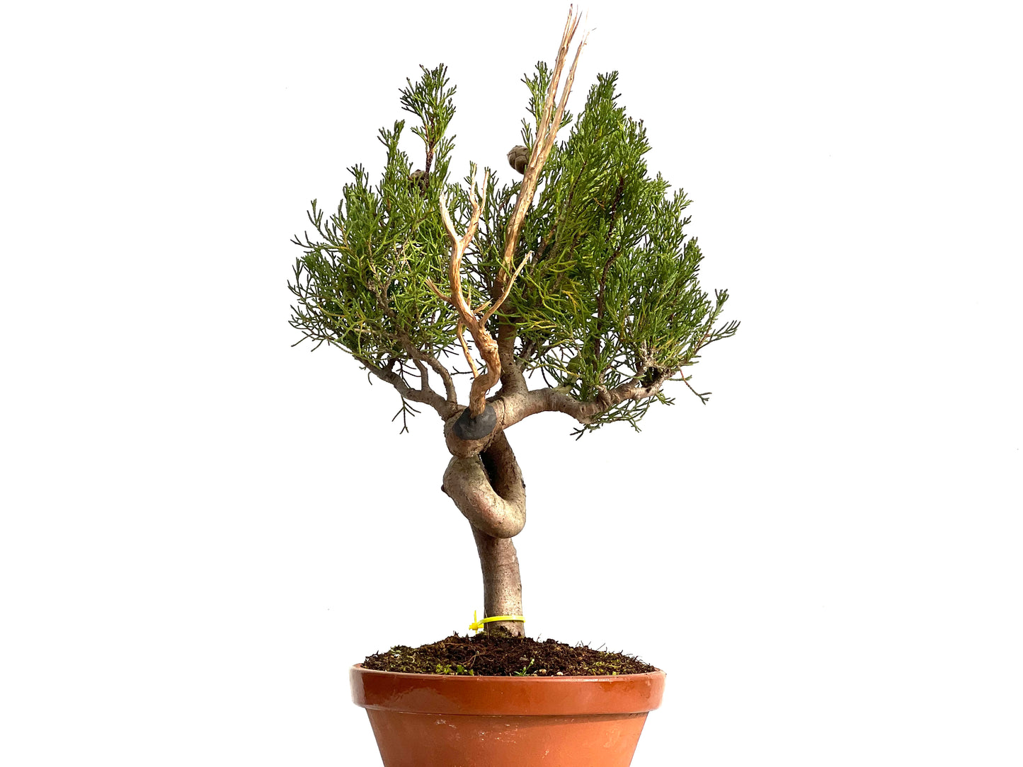 Cupressus Sempervivens 3680