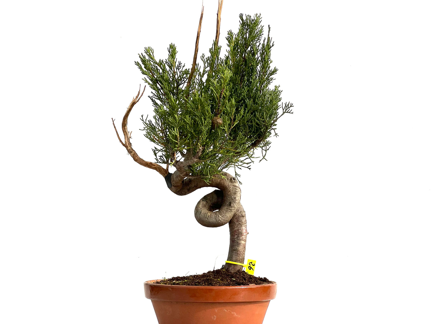 Cupressus Sempervivens 3680