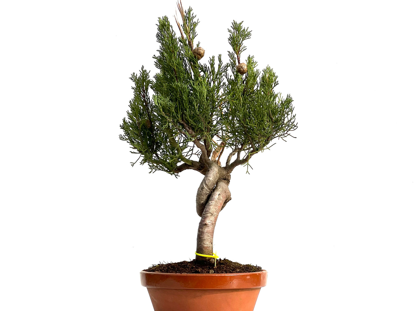 Cupressus Sempervivens 3680