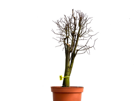 Zelkova Serrata 3681