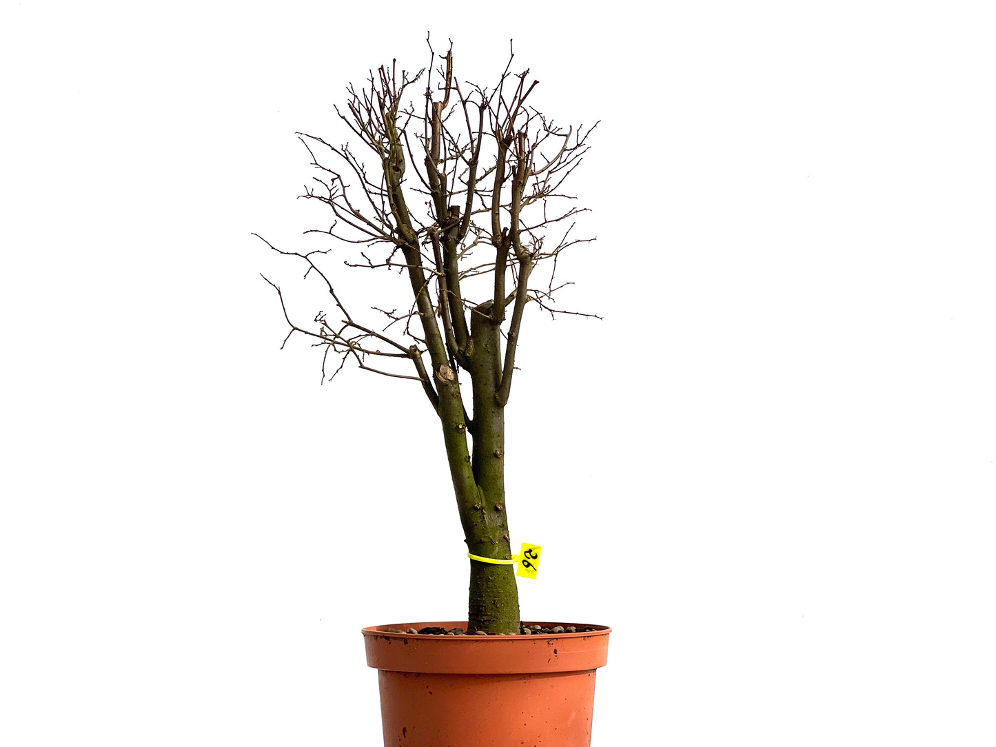 Zelkova Serrata 3681