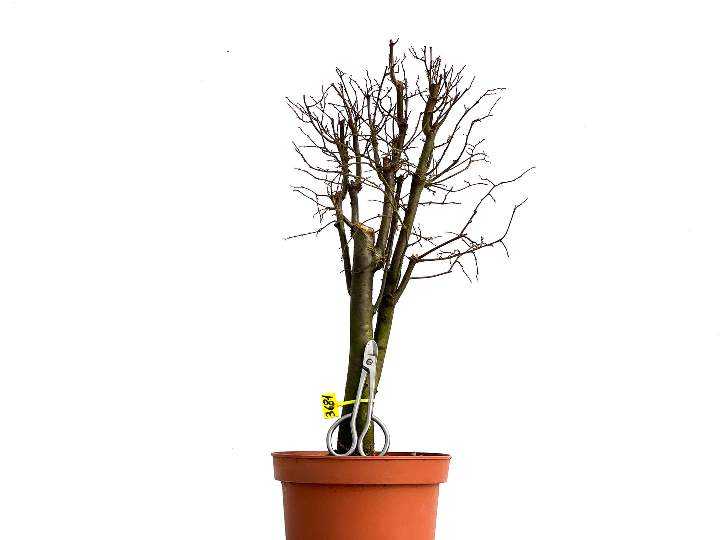 Zelkova Serrata 3681