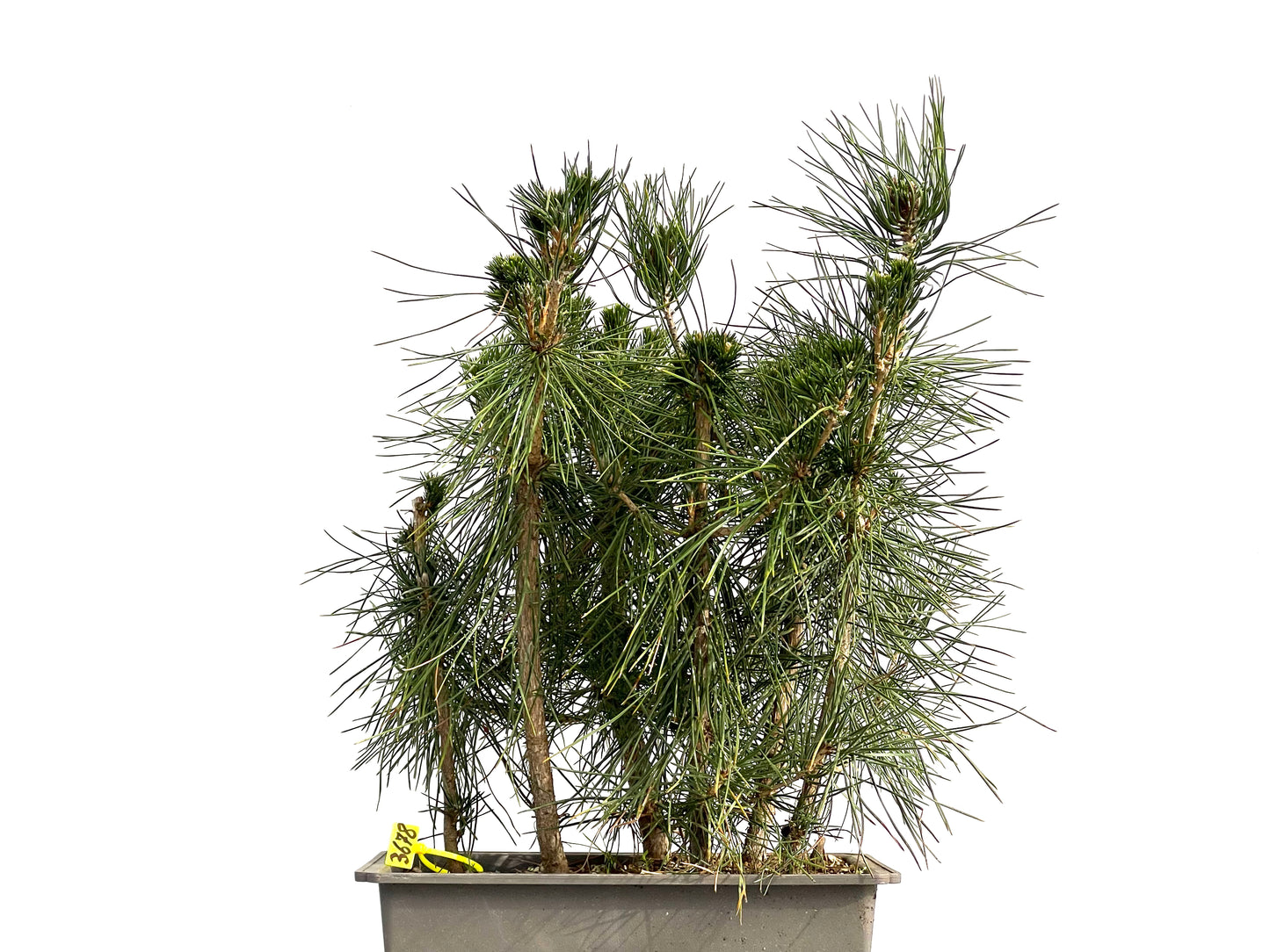 Bosque Pinus Thunbergii 3678