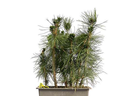 Bosque Pinus Thunbergii 3678