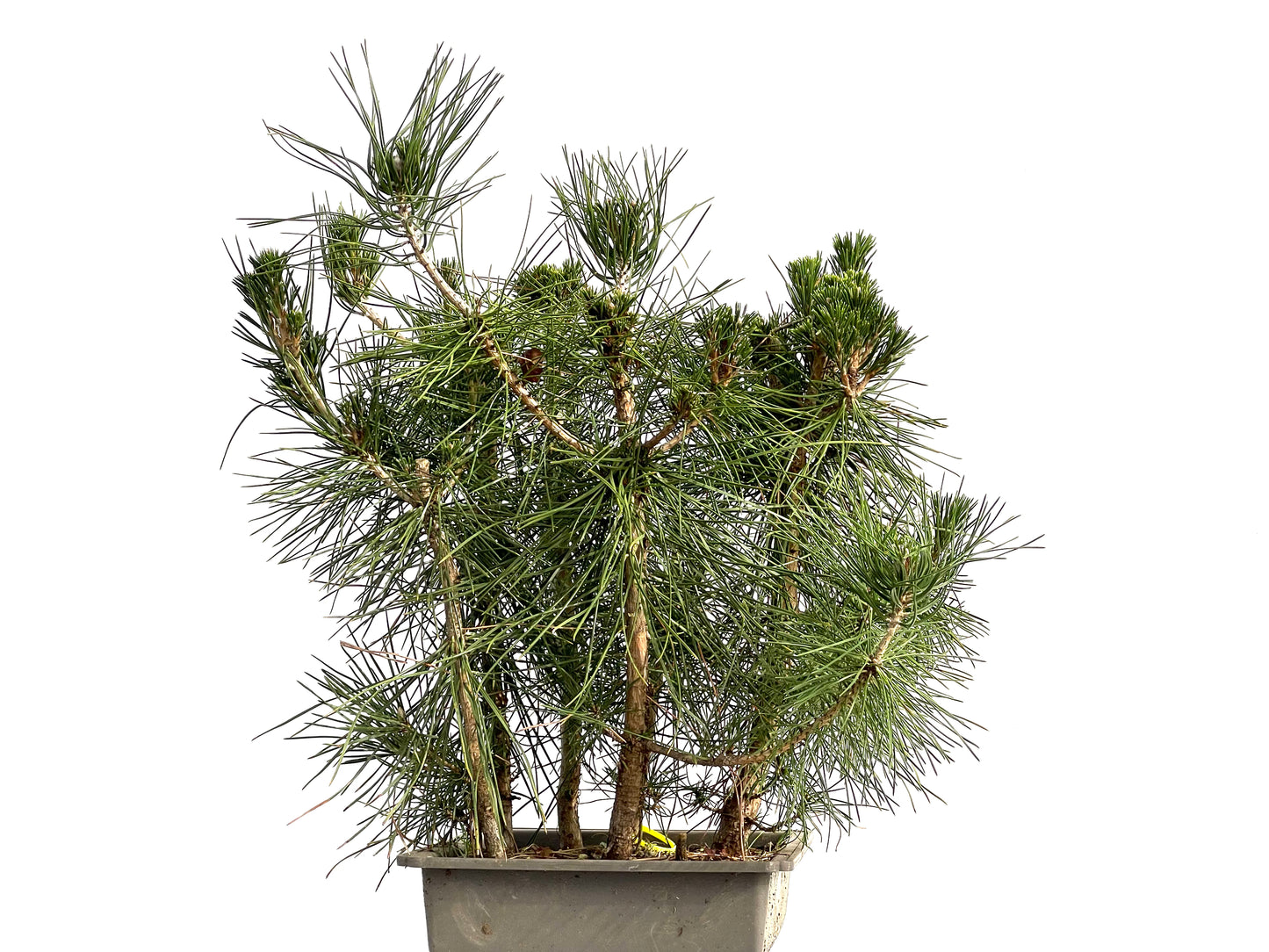 Bosque Pinus Thunbergii 3678