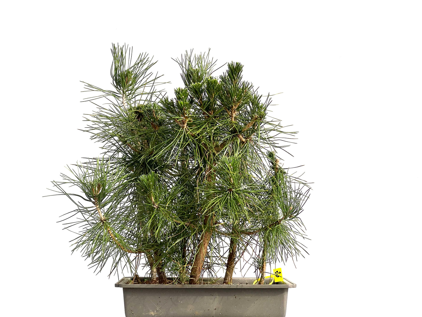 Bosque Pinus Thunbergii 3678