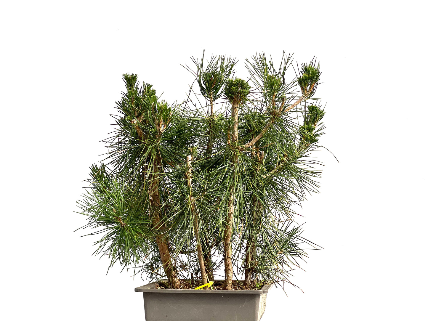 Bosque Pinus Thunbergii 3678