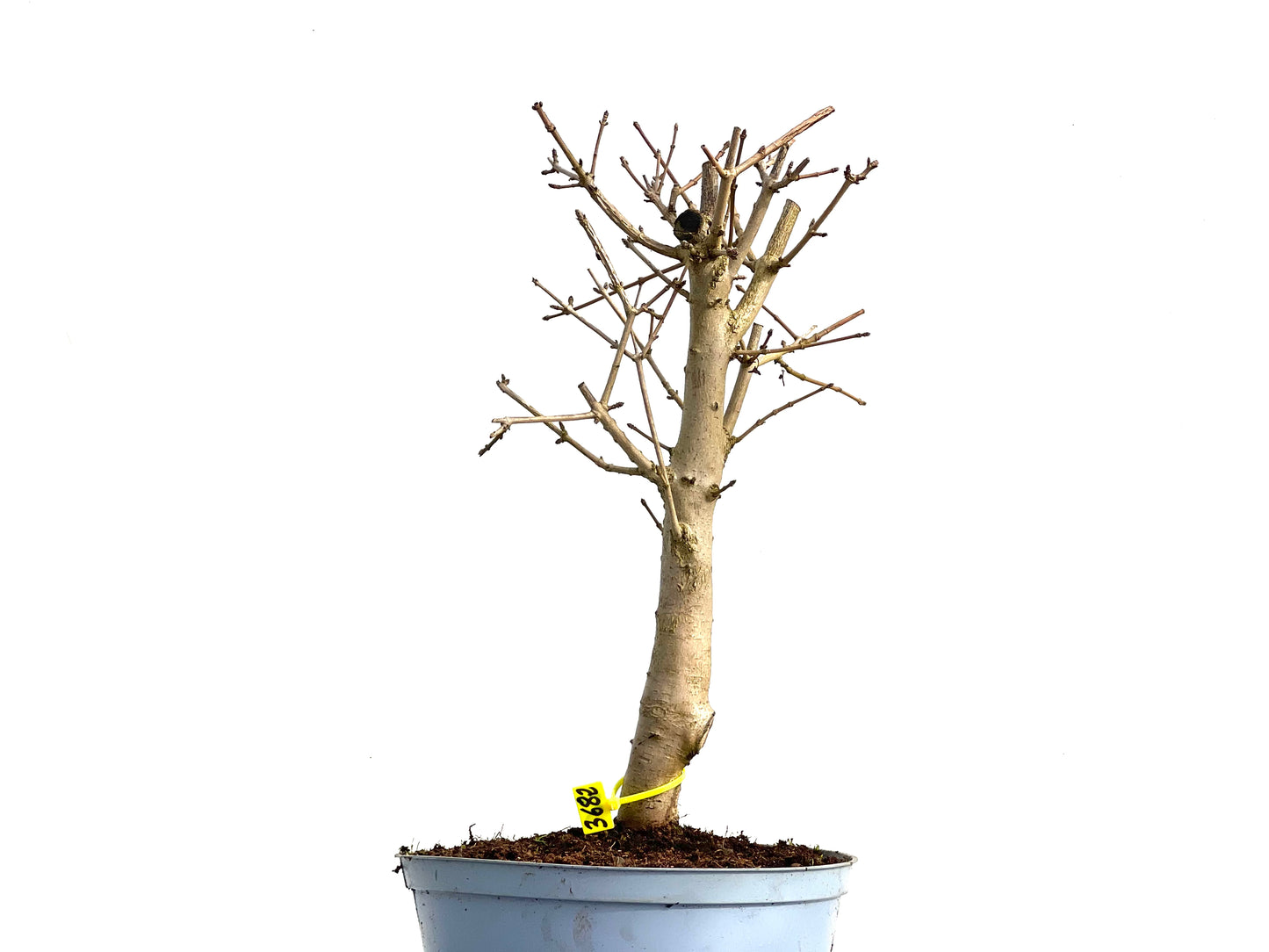 Acer Campestris 3682