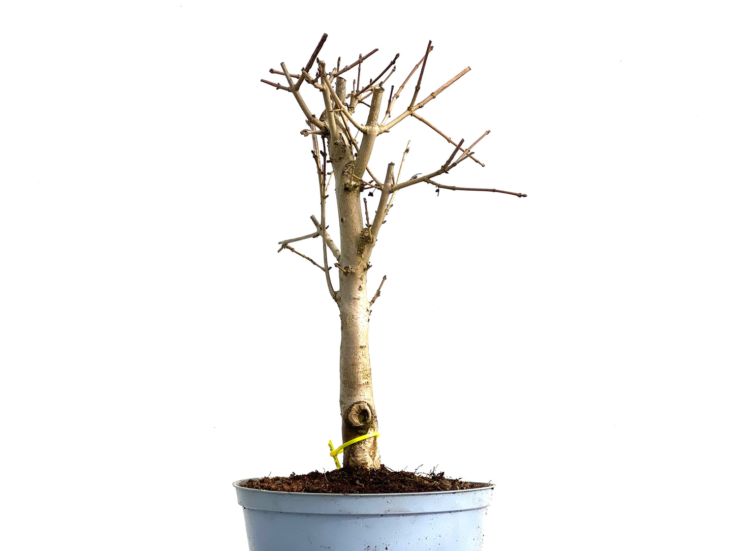 Acer Campestris 3682