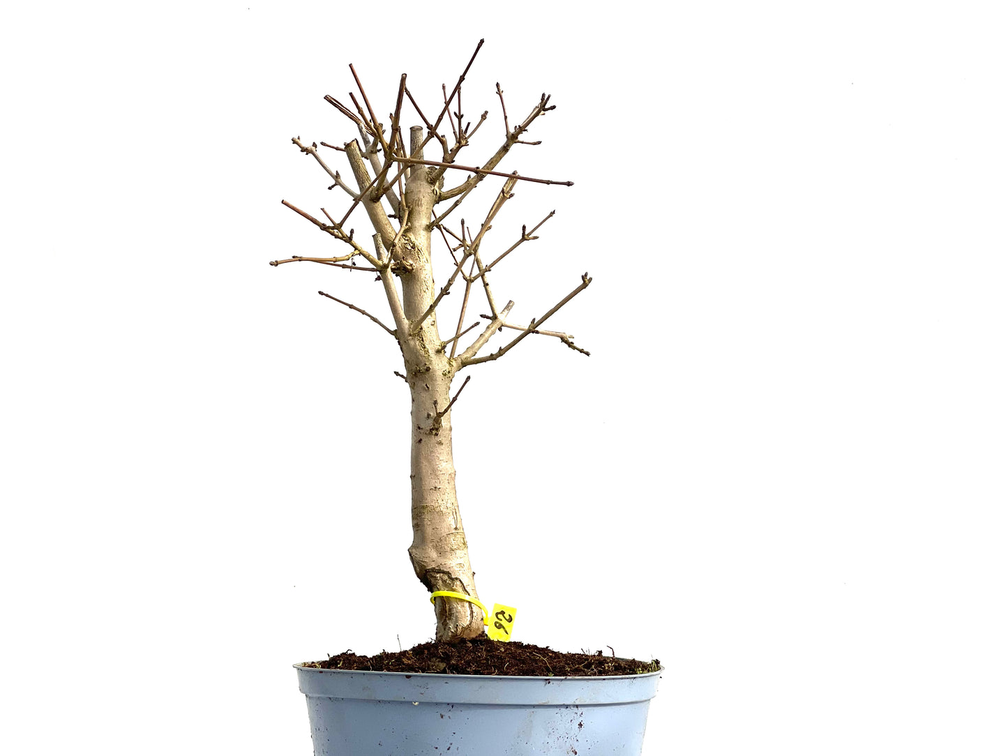 Acer Campestris 3682