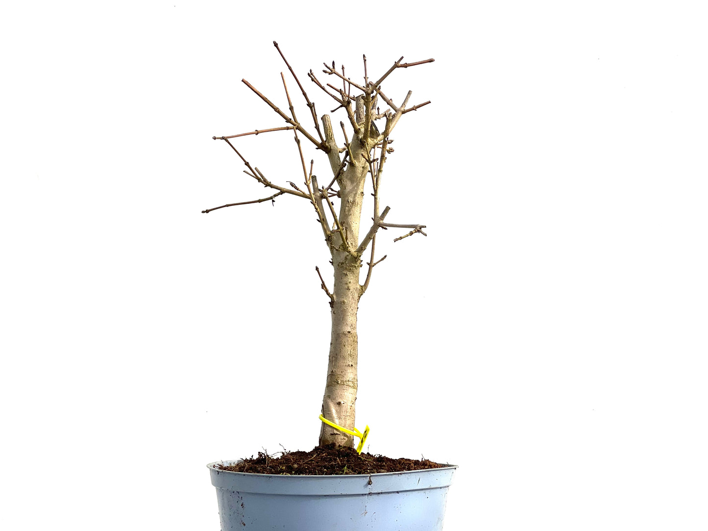 Acer Campestris 3682
