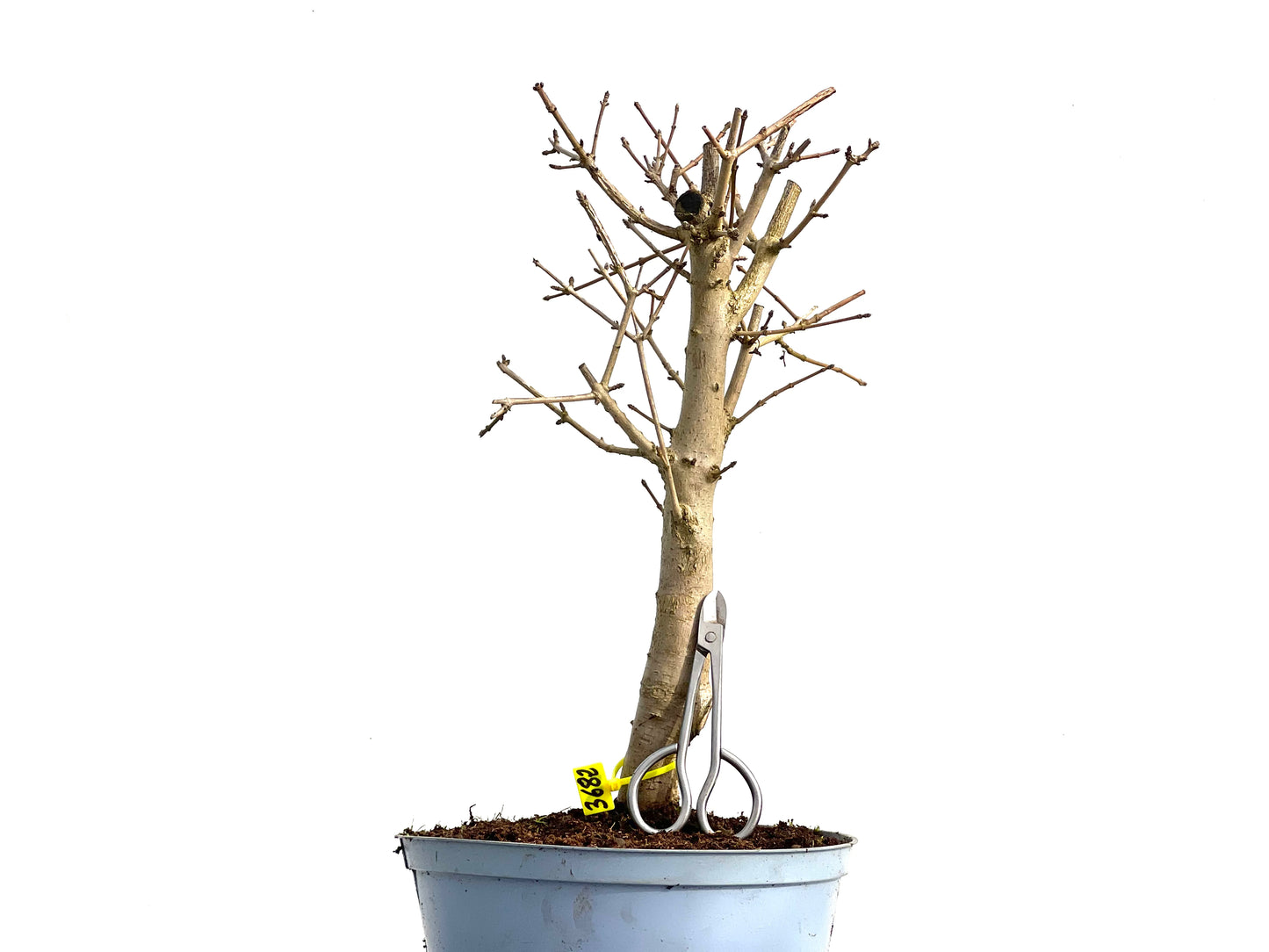 Acer Campestris 3682