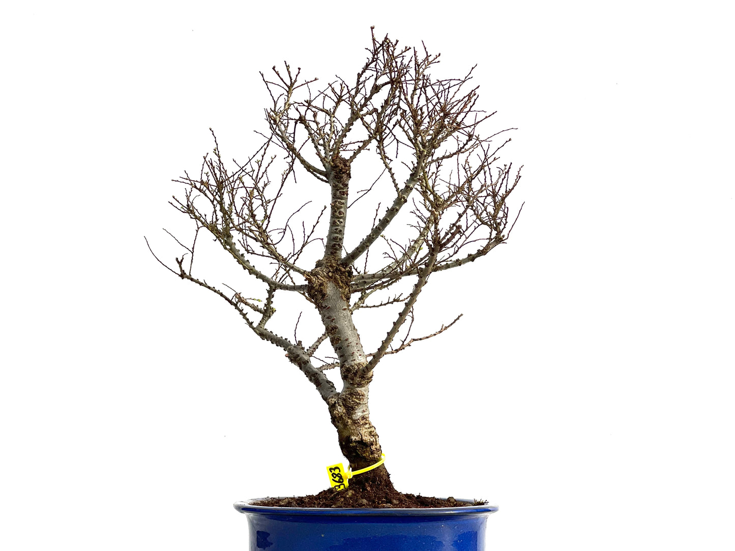 Ulmus Hokkaido 3683