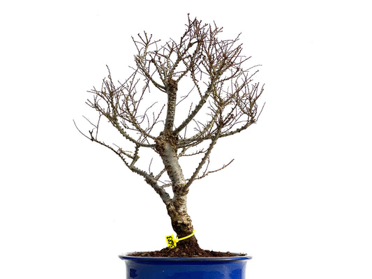 Ulmus Hokkaido 3683