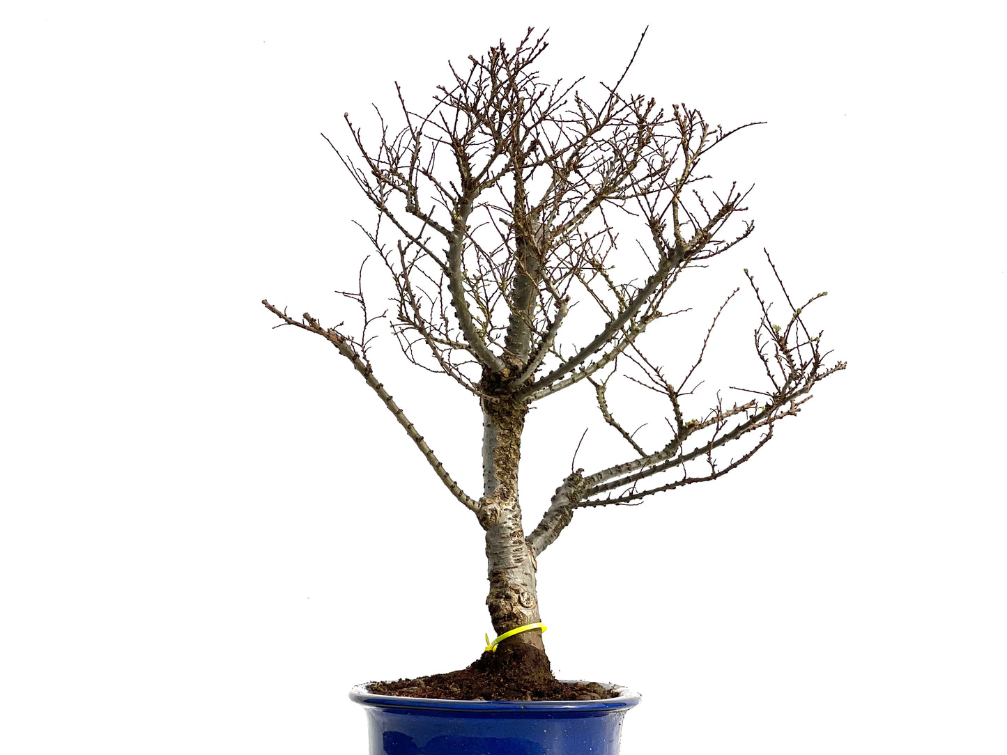Ulmus Hokkaido 3683