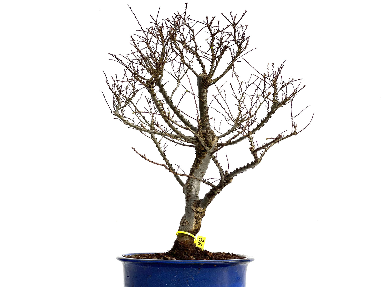 Ulmus Hokkaido 3683