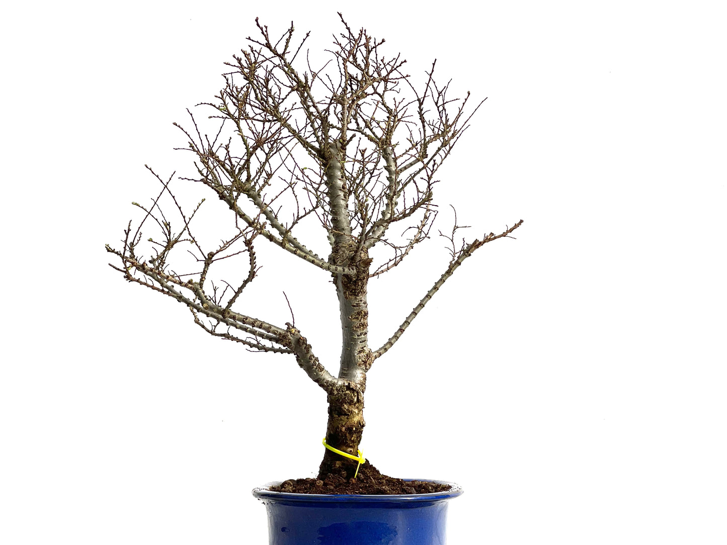 Ulmus Hokkaido 3683