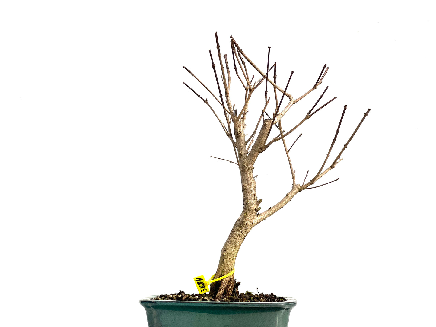Premna Japonica 3684