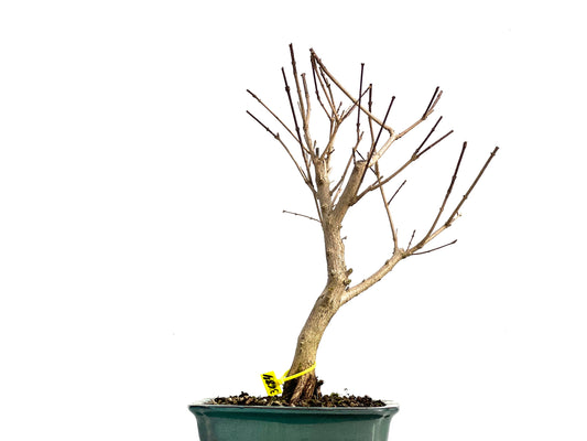 Premna Japonica 3684