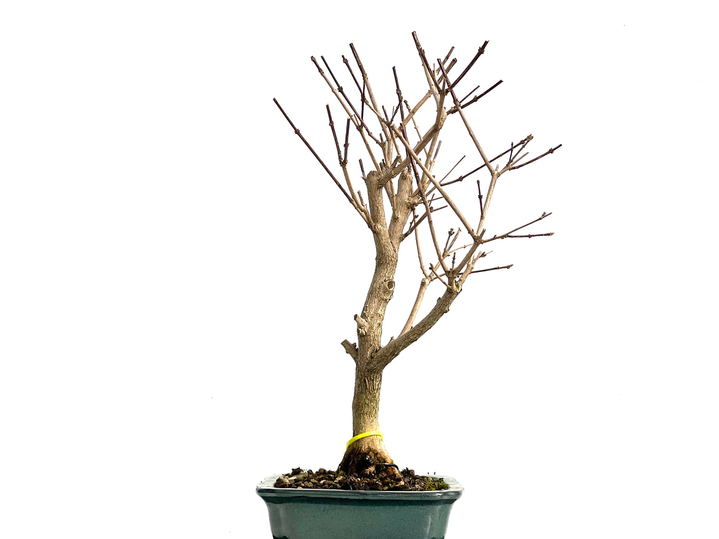Premna Japonica 3684
