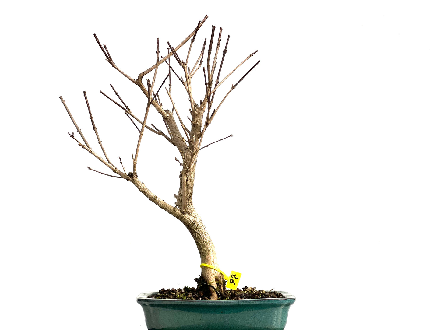 Premna Japonica 3684